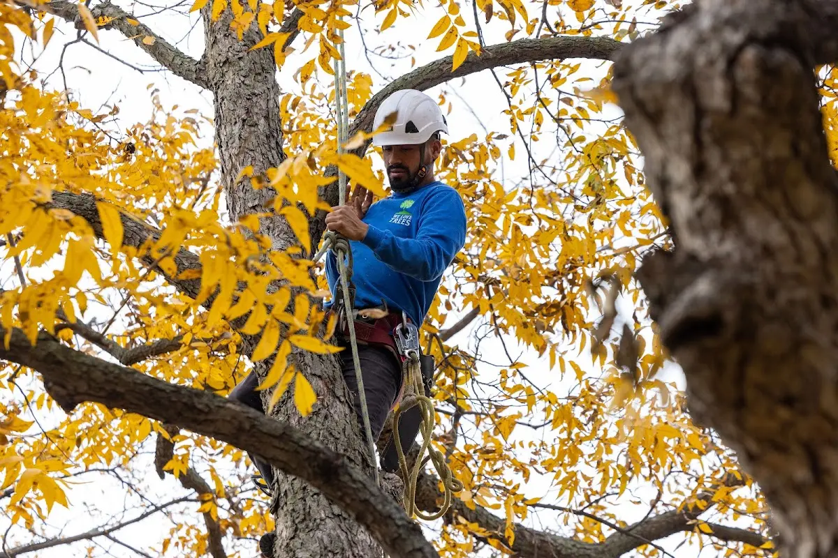 Skilled Tree Planting crew working in Hillsboro